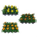 Bild von Tagetes kleinbl P9 Divers